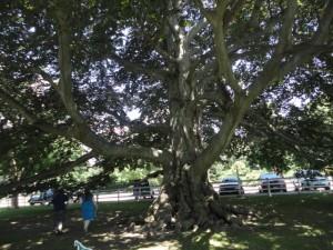 Emme and James walking beneath a 125 year old tree.