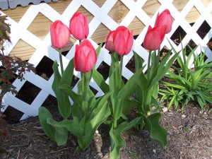 redtulips