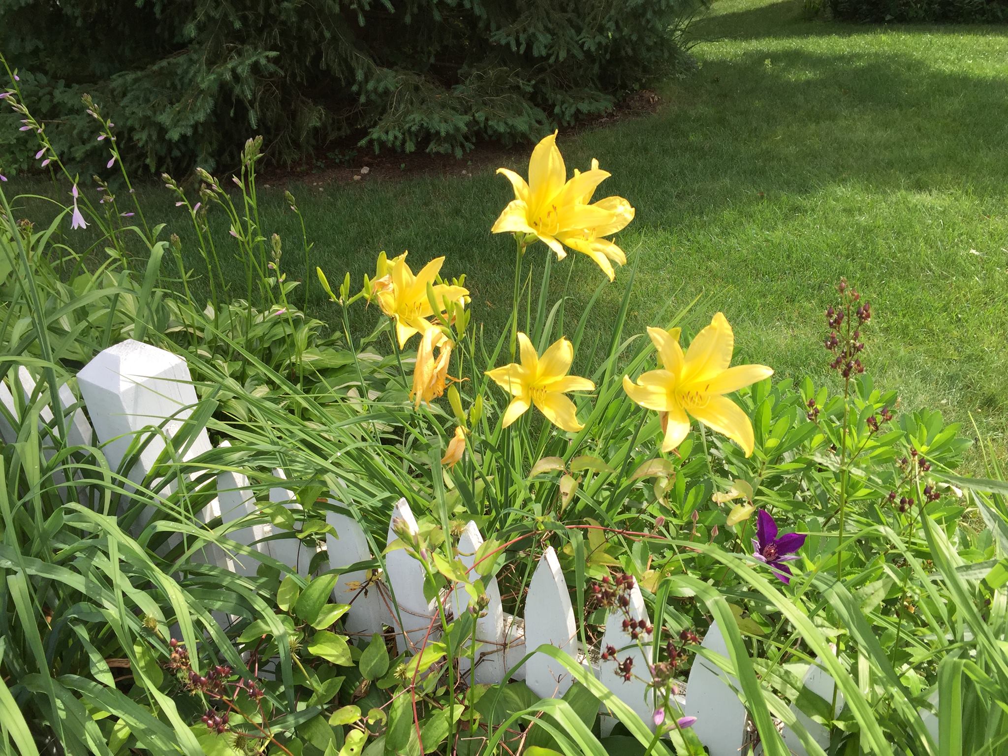 daylilies